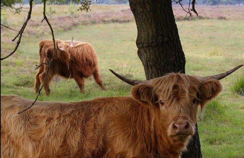 Drents-Friese Wold National Park