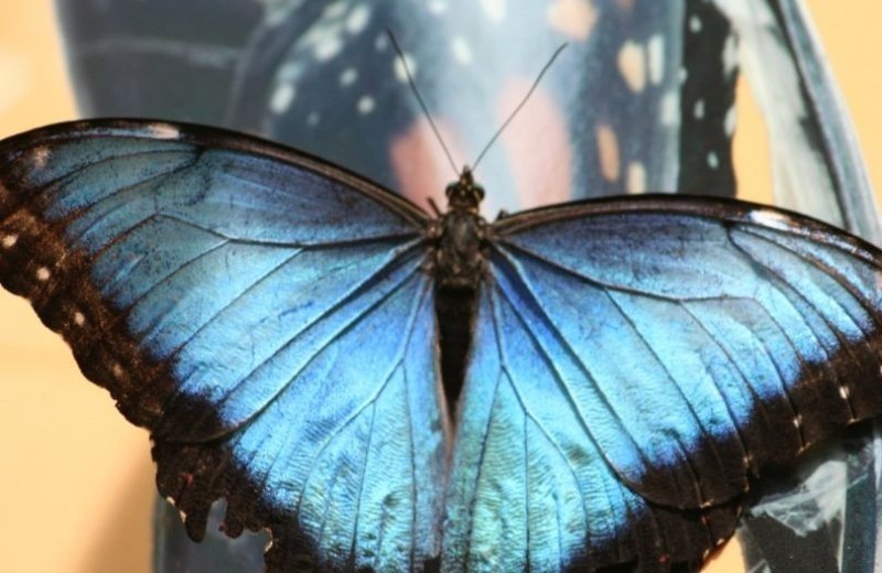 Butterfly Paradise Papiliorama