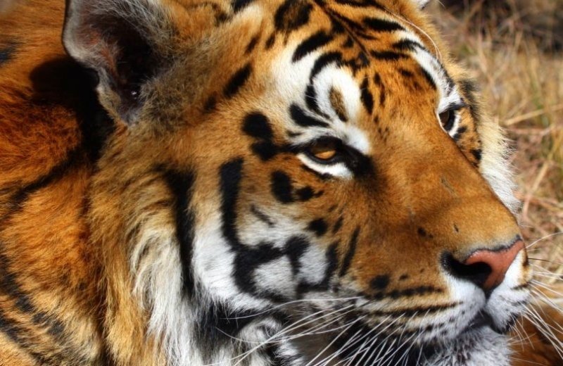 Wildlands Adventure zoo